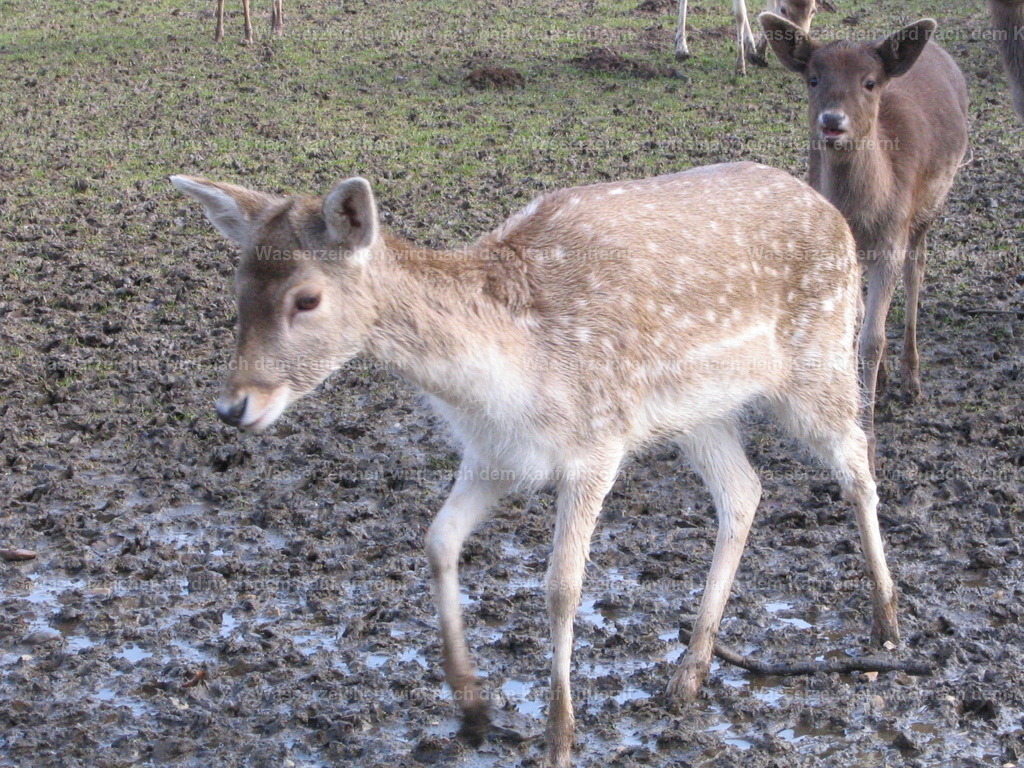 IMG_0009 | Entdecken Sie die faszinierende Welt von Norbert Michels: Surreale Kunstwerke, hochwertige Fotos, Leinwandbilder & Fotoprodukte wie Tassen mit bild7 - Realisiert mit Pictrs.com