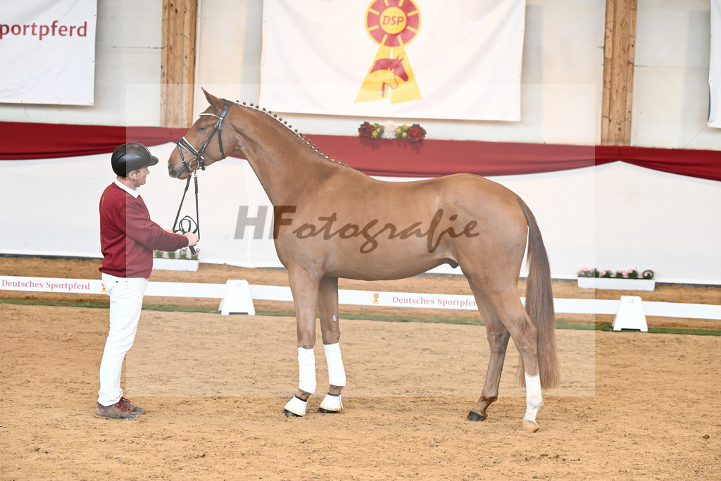 Kat-Nr. 53 Va Bene x Locksley III_Albert_43230916 | hf-fotografie - Realisiert mit Pictrs.com