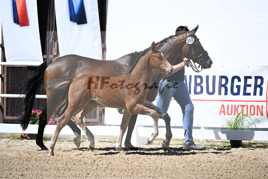 Kat-Nr. 312 Ogano Sitte x Lord Pezi_HF_Deichner_20250691 | hf-fotografie - Realizzato con Pictrs.com