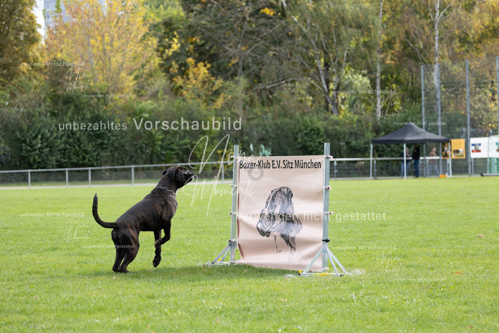 _16A6717 | Einzigartige Fotos von Hunden & Menschen –Actionfotos, Portraits, Vereinsaufnahmen & Paarshootings – authentisch, lebendig & mit Herz.