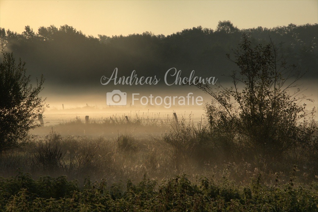 Nebel am Waldrand | Der Onlineshop für malerische Fotografien aus dem Landkreis Vechta✅ Premium Druck auf Leinwand✅ Acryl✅ oder Alu-Dibond✅➤Jetzt Bestellen! - Realisiert mit Pictrs.com