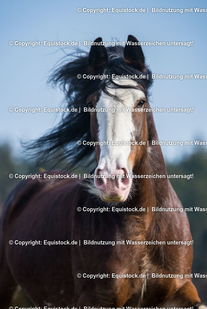 20160206_Clydesdale_im_Freilauf_0003 | equistock