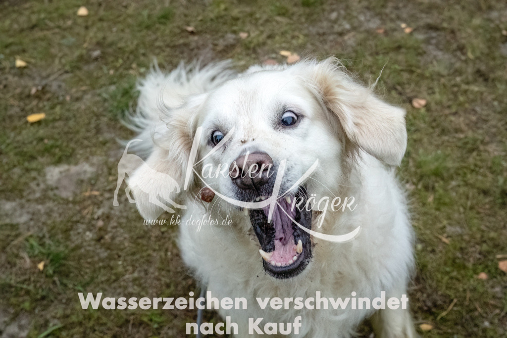 1158_ZZ90232-2-Bearbeitet | kk-dogfotos