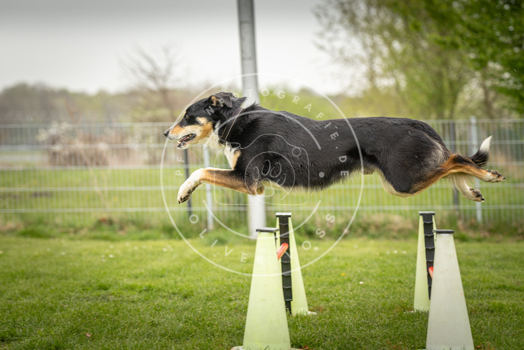Pfotenfotografie_DV3A3573 | Hundefotografie, Tierfotograf, Pfotenfotografie, Fotoshooting Hund, Hunde Portrait, Hundesport, Hundeportraits, Heideshooting, Hunde, Sportfotograf, Hundefotograf, Turnierhundsport, THS,  - Realisiert mit Pictrs.com