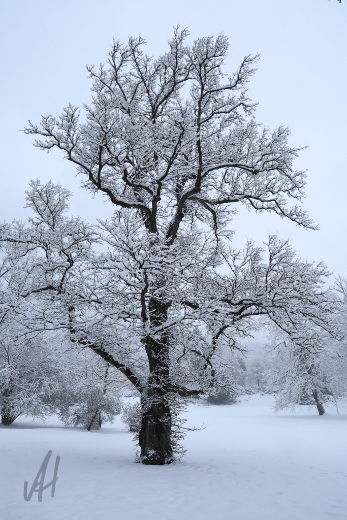 Eiche im Winter | Eiche im Winter - Realisiert mit Pictrs.com