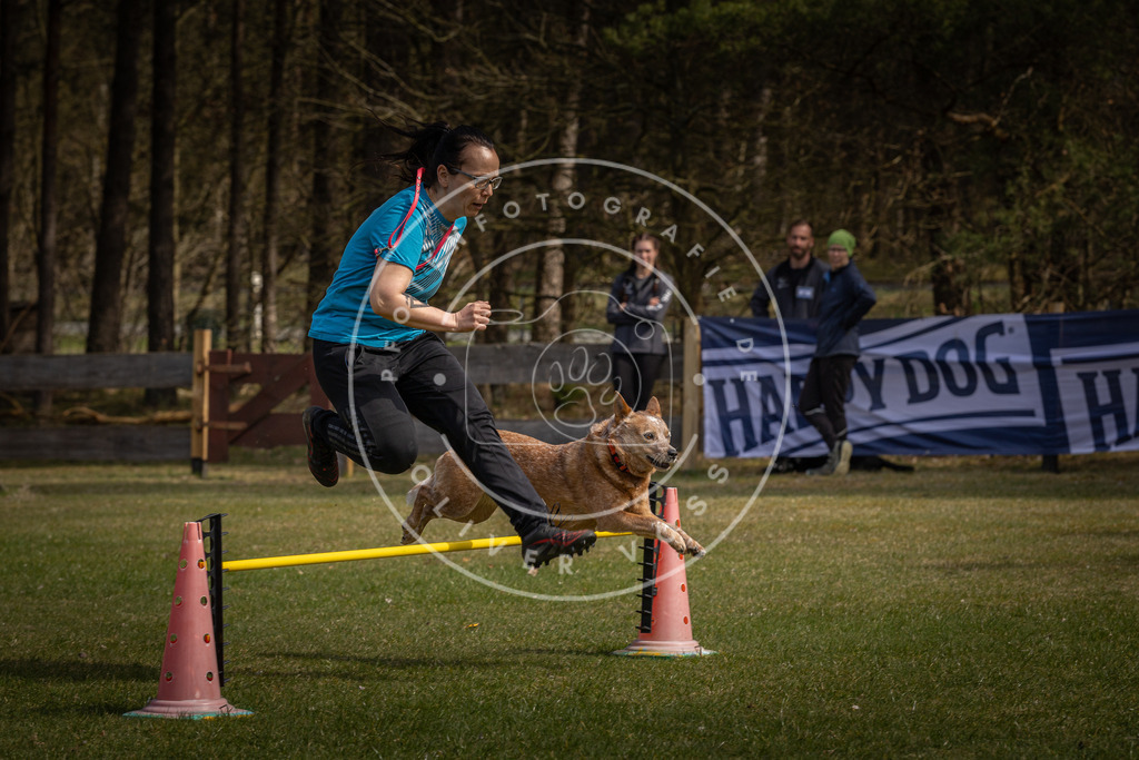 Pfotenfotografie_DV3A3918 | Hundefotografie, Tierfotograf, Pfotenfotografie, Fotoshooting Hund, Hunde Portrait, Hundesport, Hundeportraits, Heideshooting, Hunde, Sportfotograf, Hundefotograf, Turnierhundsport, THS,  - Realisiert mit Pictrs.com