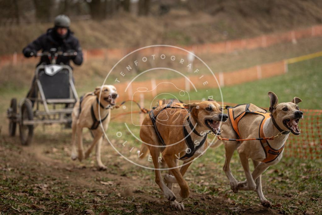 Pfotenfotografie_DV3A8142 | Hundefotografie, Tierfotograf, Pfotenfotografie, Fotoshooting Hund, Hunde Portrait, Hundesport, Hundeportraits, Heideshooting, Hunde, Sportfotograf, Hundefotograf, Turnierhundsport, THS,  - Realisiert mit Pictrs.com