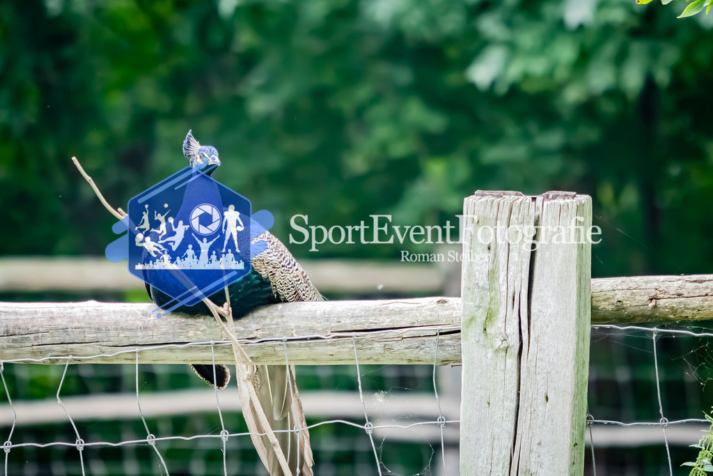 IMG_4134 | SportEventFotografie - Roman Stoiber