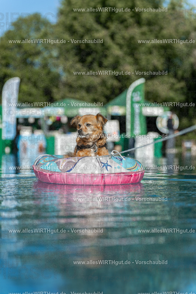 Hundeschwimmen_Volksbad_2026-allesWIRTHgut_Tierfotografie-2609061047-095719-7R509175 | Professionelle Tierfotografie in Mönchengladbach von Daniel Wirth (allesWIRTHgut). Liebevolle & natürliche Bilder von Hunden & Katzen für unvergessliche Erinnerungen.