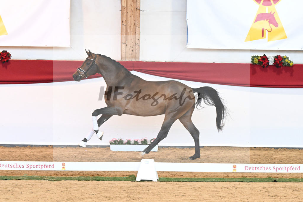Kat-Nr. 55 Va Bene x Goldberg_Kuntz_43230585 | hf-fotografie - Realisiert mit Pictrs.com