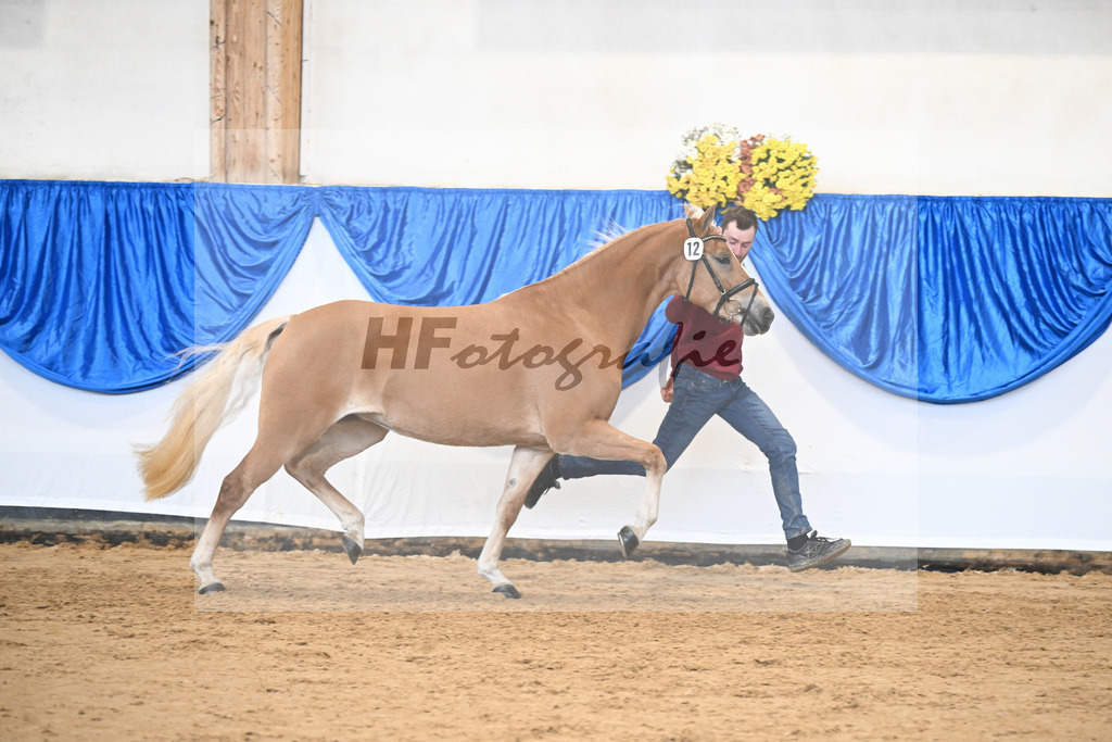 Bl. Band Kat-Nr. 12 Baghira v. Schampus_Czernoch_48251468 | hf-fotografie - Realisiert mit Pictrs.com