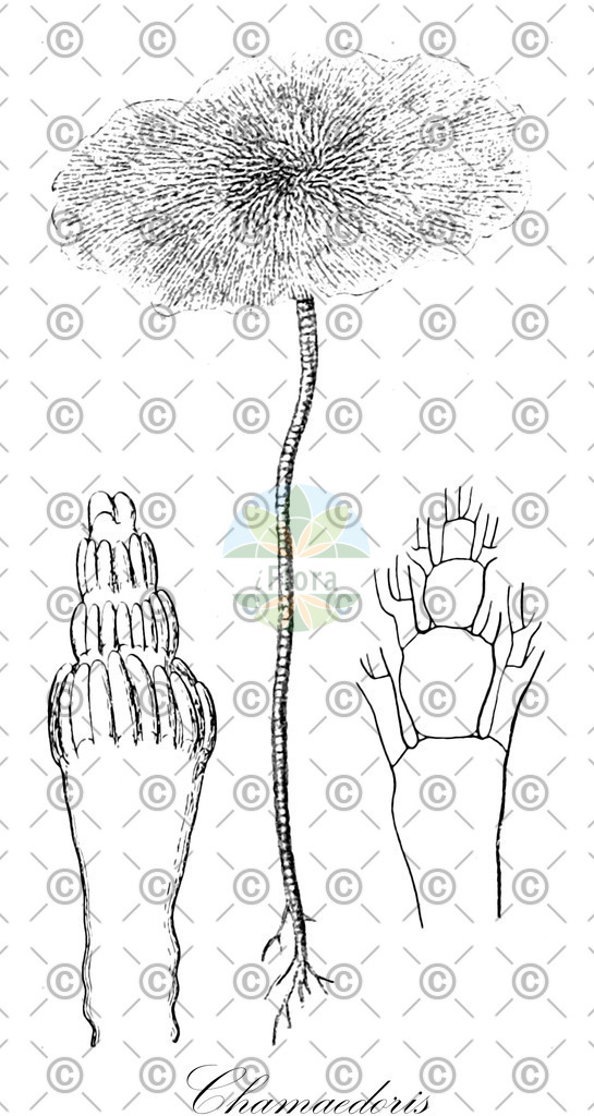HistAbb_wfo-0000839874_1_ENZY_Simple | Historische Abbildung von Chamaedoris - Siphonocladaceae (0) | Historical Illustration of Chamaedoris - Siphonocladaceae (0)