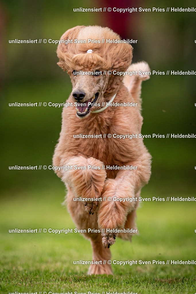 Sven Pries | 2024-09-22 - Hunderennen Baden-BadenPudelverein - Realisiert mit Pictrs.com