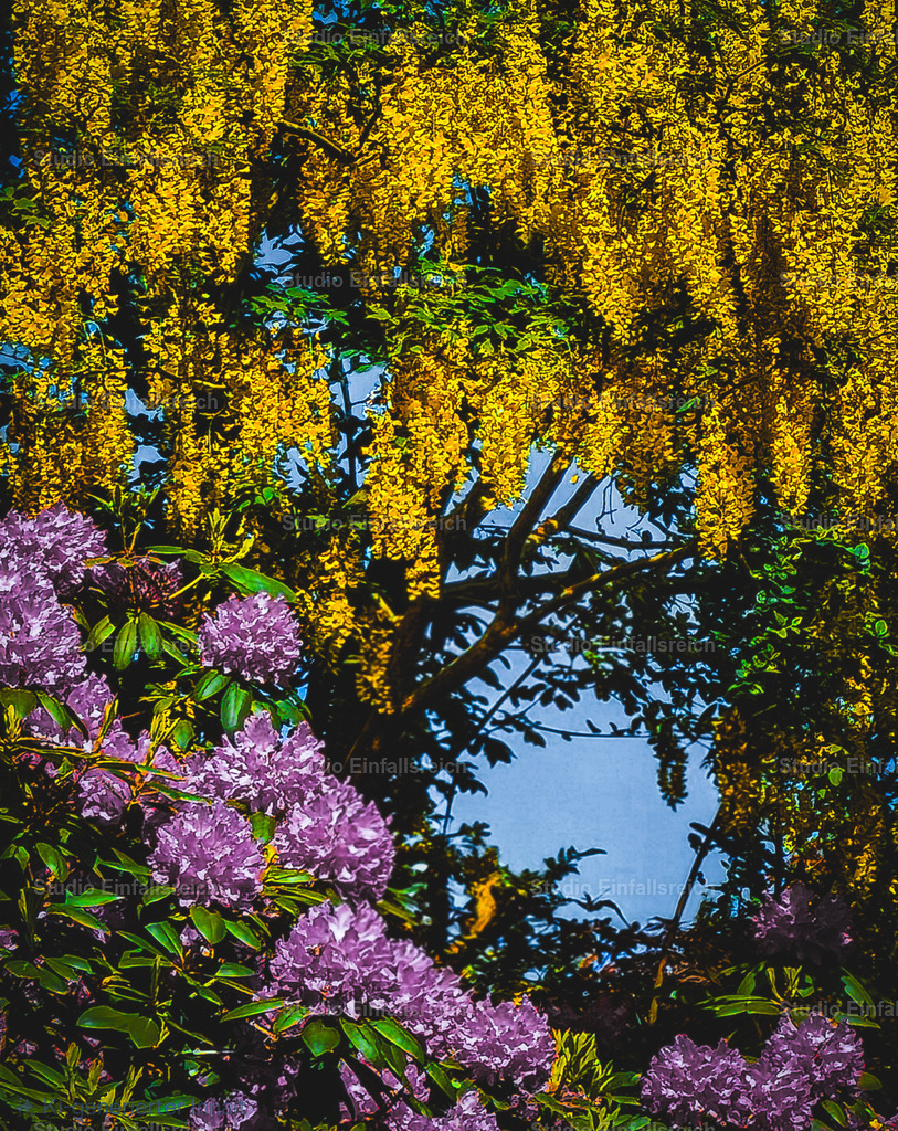 Frühlingsfarben – Goldregen und Rhododendron | Leuchtend gelber Goldregen und violetter Rhododendron treffen vor blauem Himmel aufeinander – ein üppiges Farbenfest des Frühlings. Sattes Grün und kräftige Blüten machen gute Laune. Ein fröhliches Naturmotiv für helle Räume. Als Fine-Art-Print und Wandbild in verschiedenen Größen erhältlich. - Realisiert mit Pictrs.com