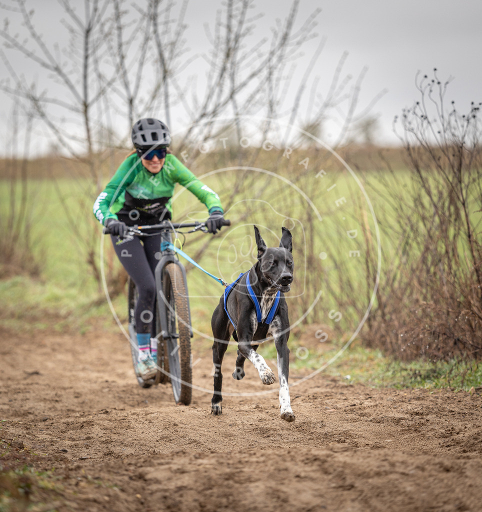 DV3A9179 | Hundefotografie, Tierfotograf, Pfotenfotografie, Fotoshooting Hund, Hunde Portrait, Hundesport, Hundeportraits, Heideshooting, Hunde, Sportfotograf, Hundefotograf, Turnierhundsport, THS,  - Realisiert mit Pictrs.com