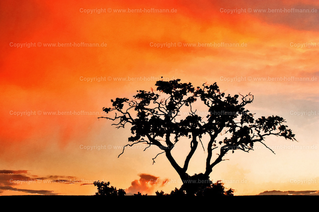 PDM2_5845_ABbaum_vorSUG_180x120 | DIGITALKUNST. Baum im Abendlicht. __ Laubbaum im Gegenlicht nach Sonnenuntergang vor dem Abendhimmel mit einer Schauerwolke. __ Seitenverhältnis = 3 zu 2 - Realisiert mit Pictrs.com