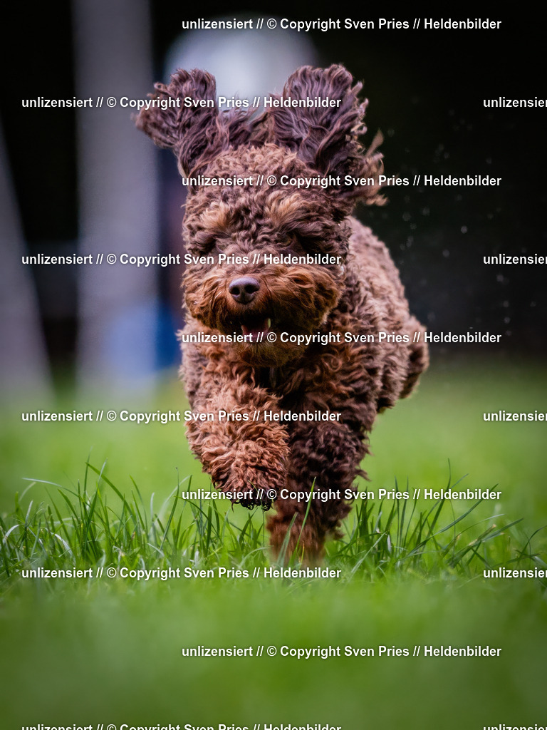 Sven Pries | 2024-10-19 - Hunderennen Ober-Grombach - Realisiert mit Pictrs.com