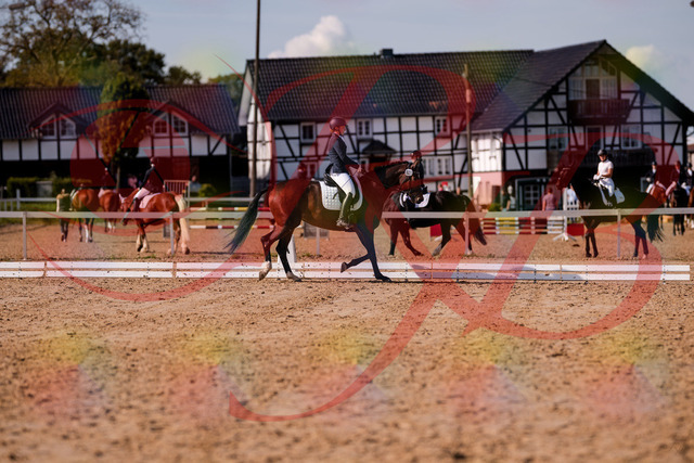 2026_10_03_Siefer-Hof_125814_Z81_47926933 | Professionelle Reitsport-, Turnier- und Eventfotografie von Robert Broda. Galerien mit ausgewählten und bearbeiteten Bildern direkt online ansehen und bestellen.
