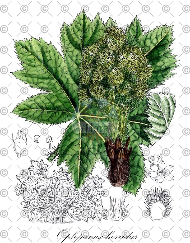 HistAbb_wfo-0000382891_1_ENZY_Simple | Historische Abbildung von Oplopanax horridus - Araliaceae | Historical Illustration of Oplopanax horridus - Araliaceae
