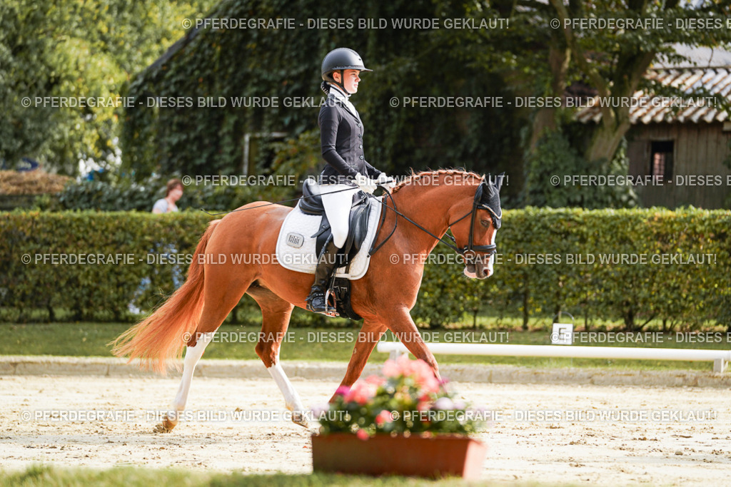 DSC03998 | Pferdegrafie