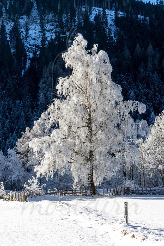 Rauhreif Lungau | Ihre Fotografin im Lungau, ihre Fotografin im Mostviertel, Wandbilder Onlineshop, Imagefotos für Ihr Unternehmen,  - Realisiert mit Pictrs.com