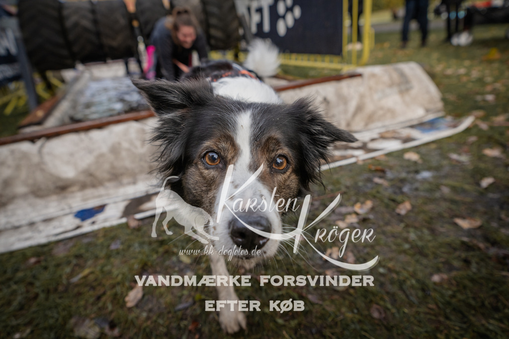 1500_ZZ90929-2 | kk-dogfotos