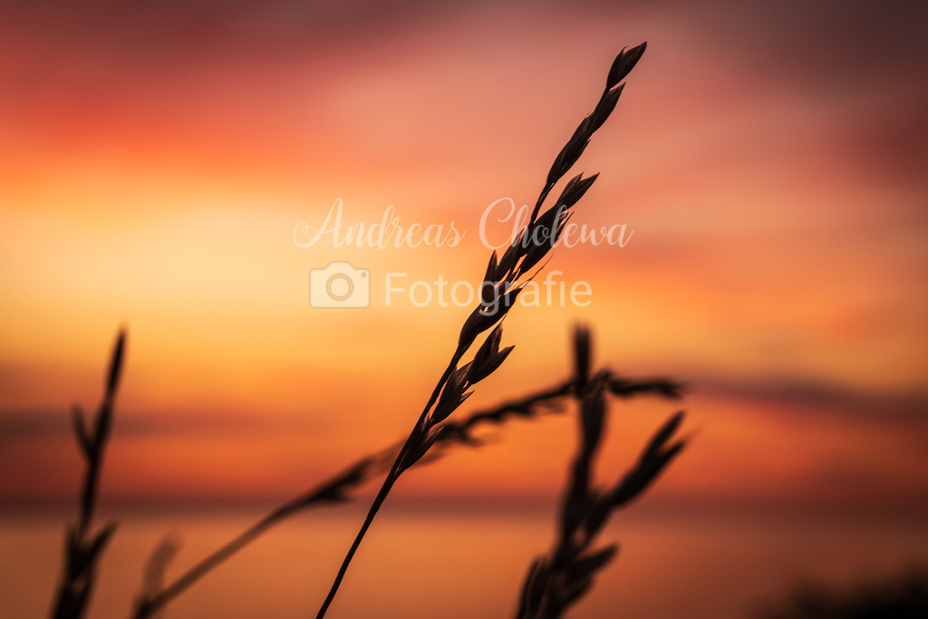 Strandhafer bei Sonnenuntergang | Strandhafer bei Sonnenuntergang auf Fehmarn - Realisiert mit Pictrs.com
