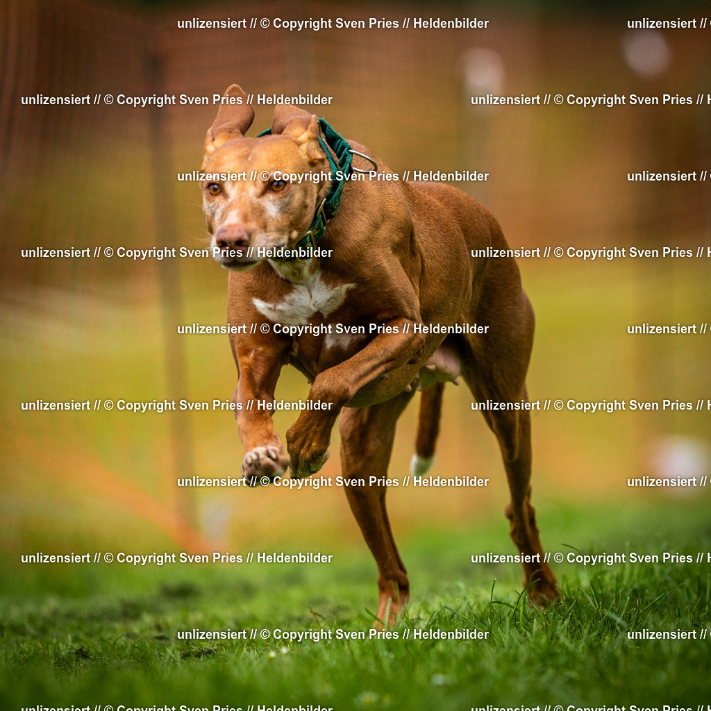 Sven Pries | 2025-04-13 - Hunderennen Baden-Baden - Realisiert mit Pictrs.com