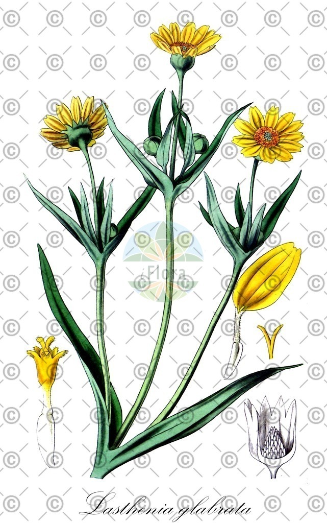 HistAbb_wfo-0001344472_1_ENZY_Simple | Historische Abbildung von Lasthenia glabrata - Asteraceae | Historical Illustration of Lasthenia glabrata - Asteraceae (salinas valley goldfields)