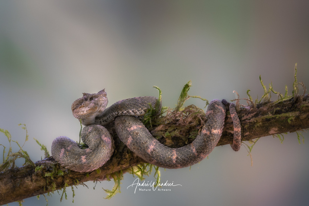 Gut getarnt | Andre Wandrei - Nature Artworx - Realisiert mit Pictrs.com