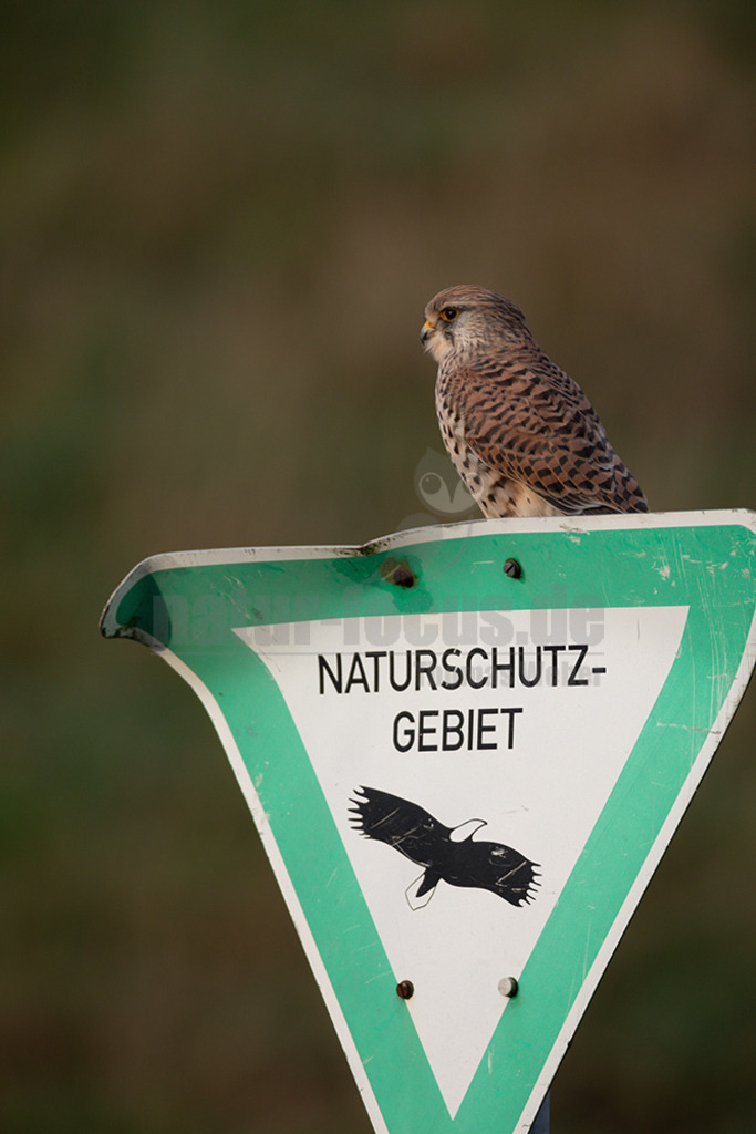 20200111-663A6586 | Der Turmfalke ist der am häufigsten vorkommende Falke Mitteleuropas. Der Öffentlichkeit ist er relativ vertraut, da er sich auch Städte und Stadträume als Lebensraum erobert hat und öfter beim „Rüttelflug“ zu beobachten ist.  - Realisiert mit Pictrs.com