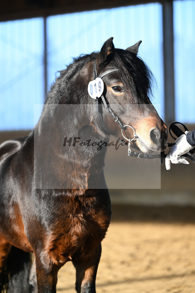 Kat-Nr. 19 Hells Hadrian v. Hells Bells_Guenthner_49250816 | hf-fotografie - Realisiert mit Pictrs.com