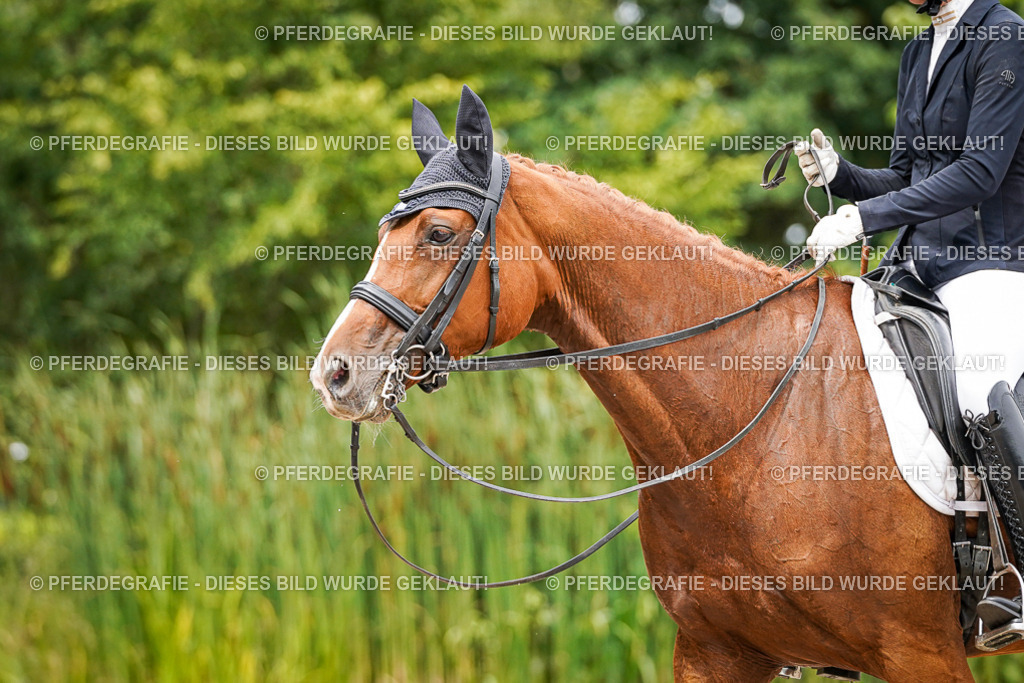 DSC04826 | Pferdegrafie