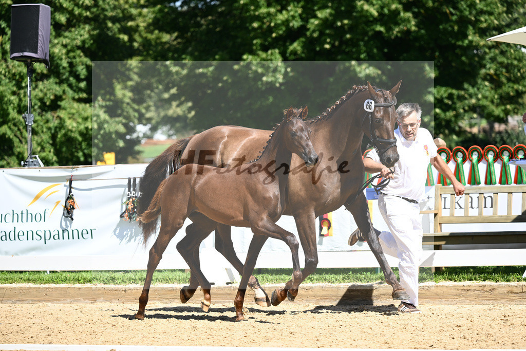 Kat-Nr. 66 SF DSP Feliciano x Damon Cello_Katzke_27230882 | hf-fotografie - Realisiert mit Pictrs.com