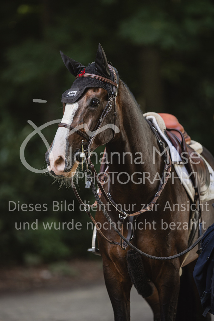 230910_OWLCh_GroßerPreis-603 | Deine schönsten Turniermomente als professionelle Fotos! Entdecke hochwertige Pferdesport-Fotografie im Online-Shop. Jetzt Fotos finden & bestellen!
