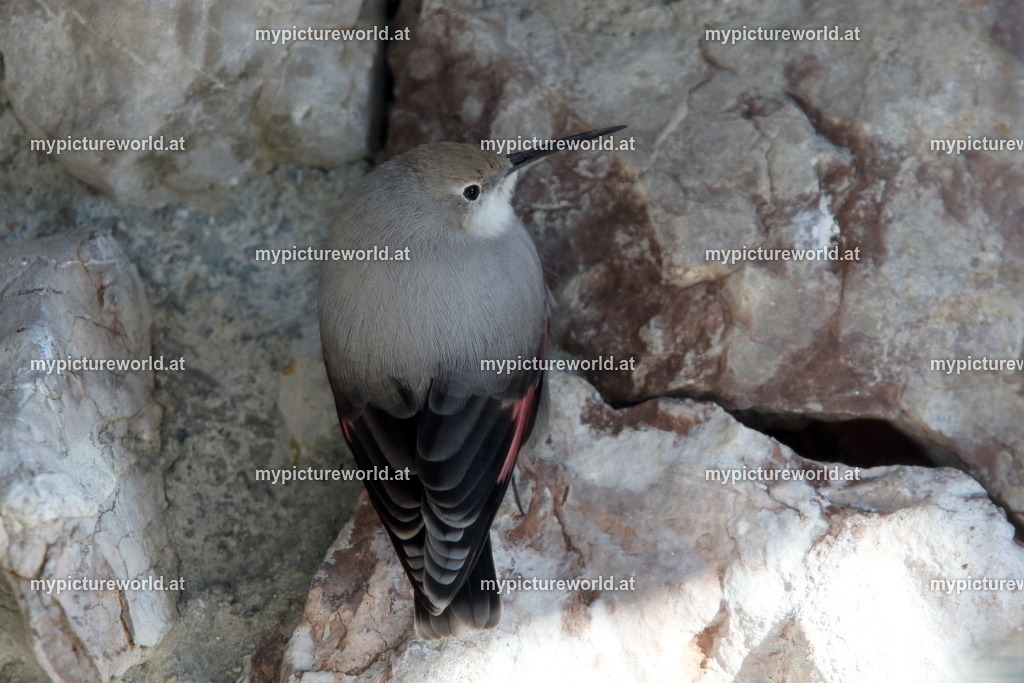 Mauerläufer-025 | Das Bilderarchiv über Tiere, Planzen und Landschaften. In der Bilddatenbank finden Sie ein große Auswahl an hochwertigen Bilder für Ihre Werbung - Realized with Pictrs.com