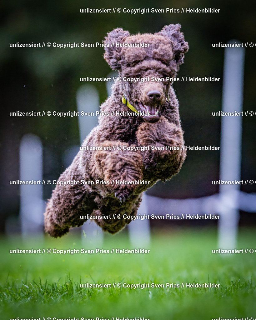 Sven Pries | 2024-10-19 - Hunderennen Ober-Grombach - Realisiert mit Pictrs.com