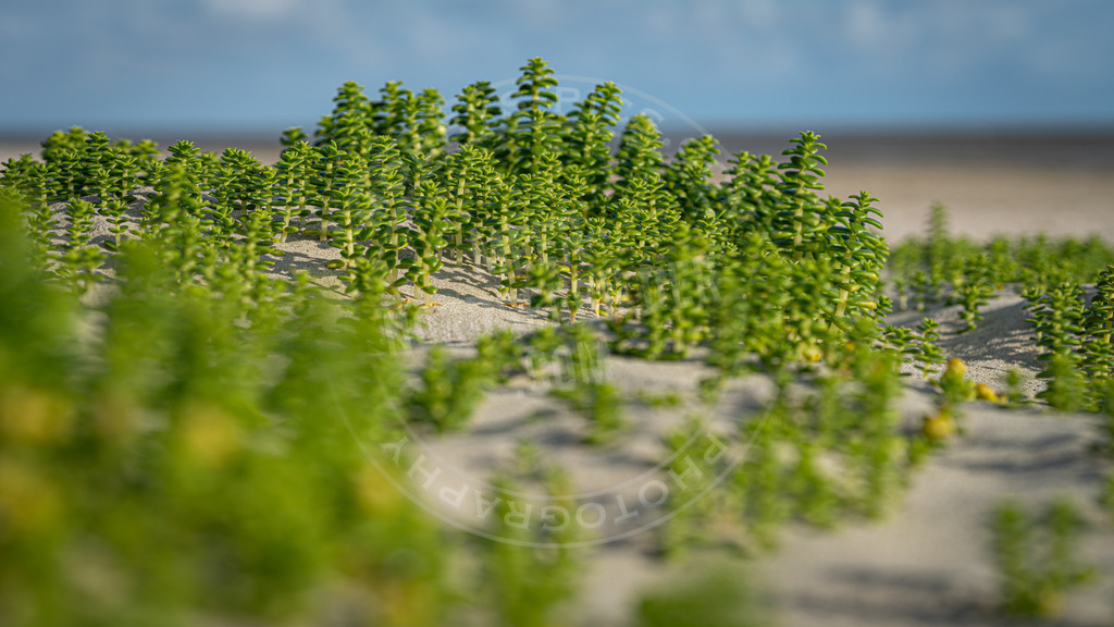 Salzmiere | Salzmiere am Strand von St. Peter-Ording