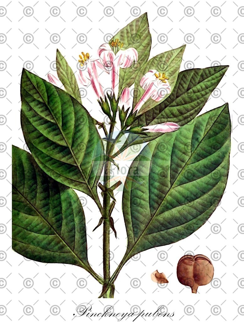 HistAbb_27129_1_SIMPLE | Historische Abbildung von Pinckneya pubens - Rubiaceae | Historical Illustration of Pinckneya pubens - Rubiaceae