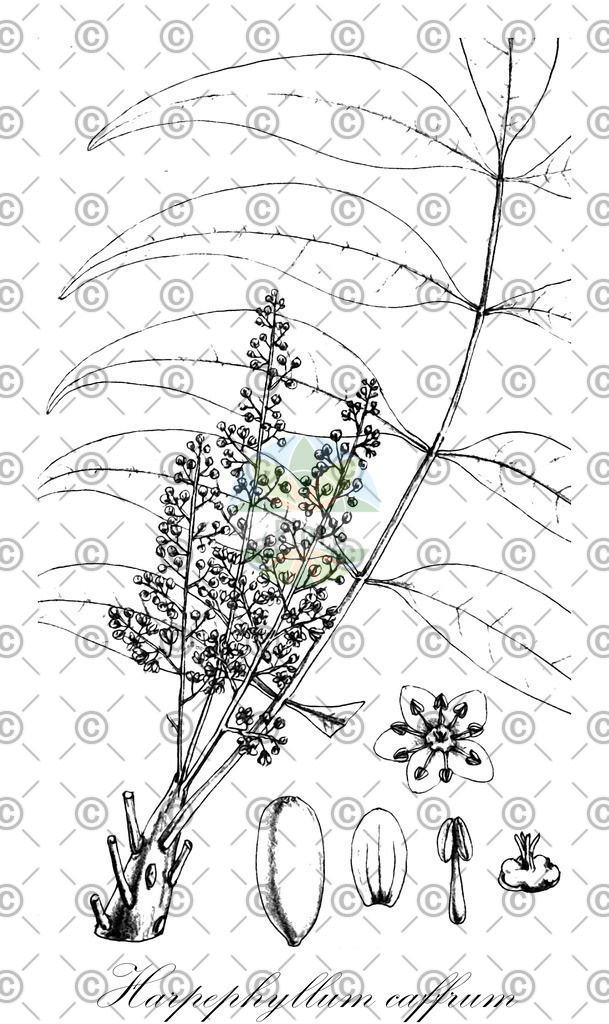 HistAbb_wfo-0000715807_1_ENZY_Simple | Historische Abbildung von Harpephyllum caffrum - Anacardiaceae (Kafferndattel) | Historical Illustration of Harpephyllum caffrum - Anacardiaceae