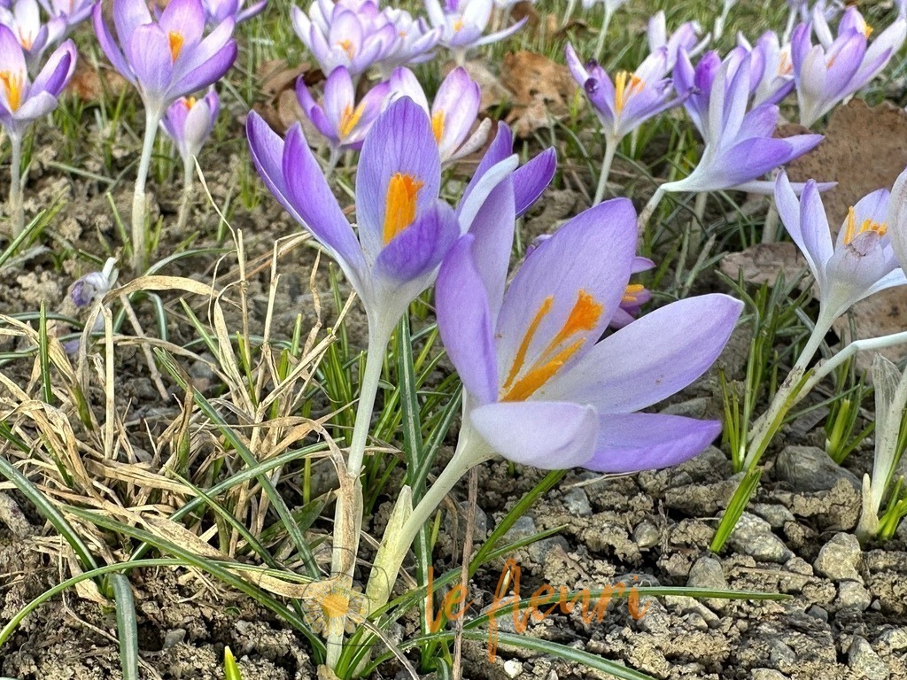 Schadaupark | Dies ist der Shop von Florian Blum - le fleuri. Langenthal, Bern, Schweiz. Sie können hier meine oder ihre eigenen Fotos als Fotoprodukte kaufen. Tassen, Schlüsselanhänger, Taschen etc. können Sie hier gestalten.  - Realisiert mit Pictrs.com