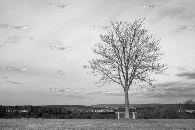 einsamerbaum-90281 | Fotogalerie von Thomas Dettweiler mit Eventbildern und lizenzfreien Fotos. Perfekt als Wandbild, für Büro, Website oder private Nutzung. - Realisiert mit Pictrs.com