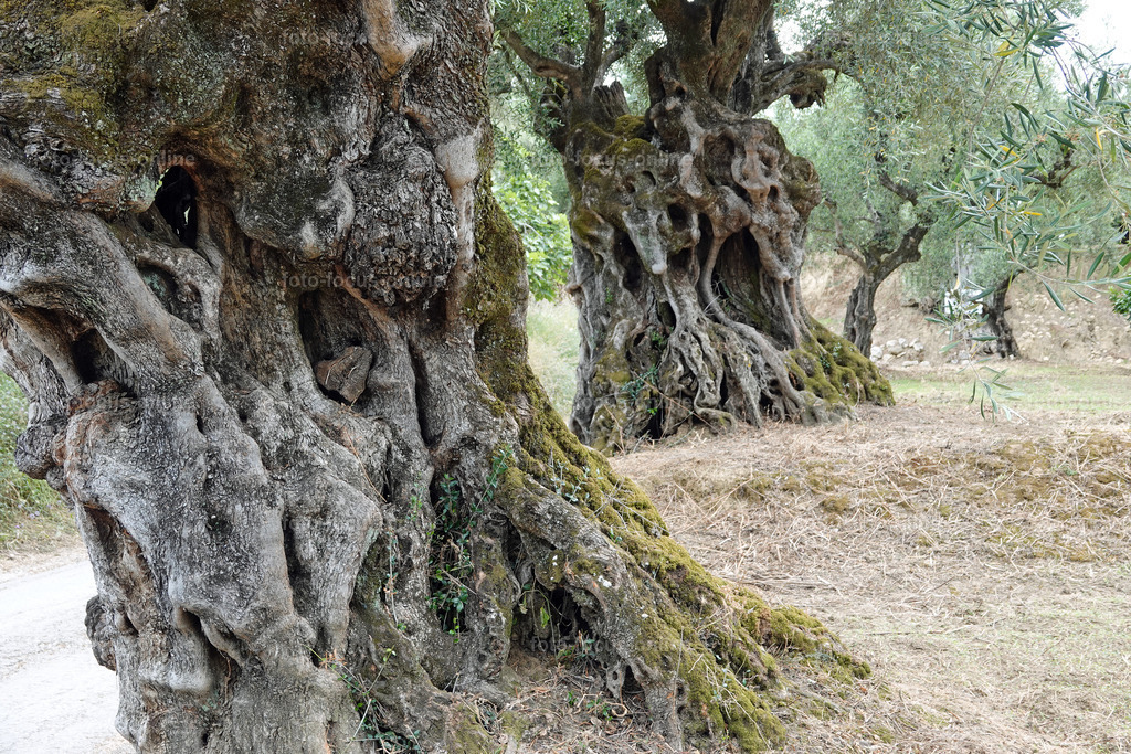 ugly trees | foto-focus-online