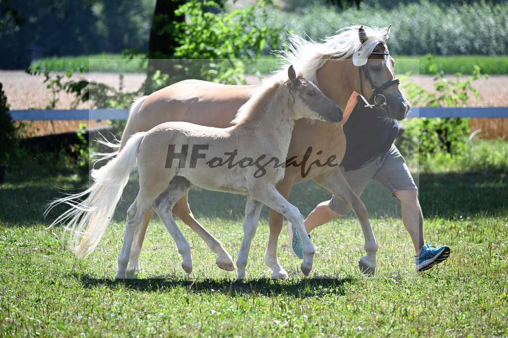 Kat-Nr. 7 SF v. Samir x Wyno_Scherr_22250164 | hf-fotografie - Realizzato con Pictrs.com