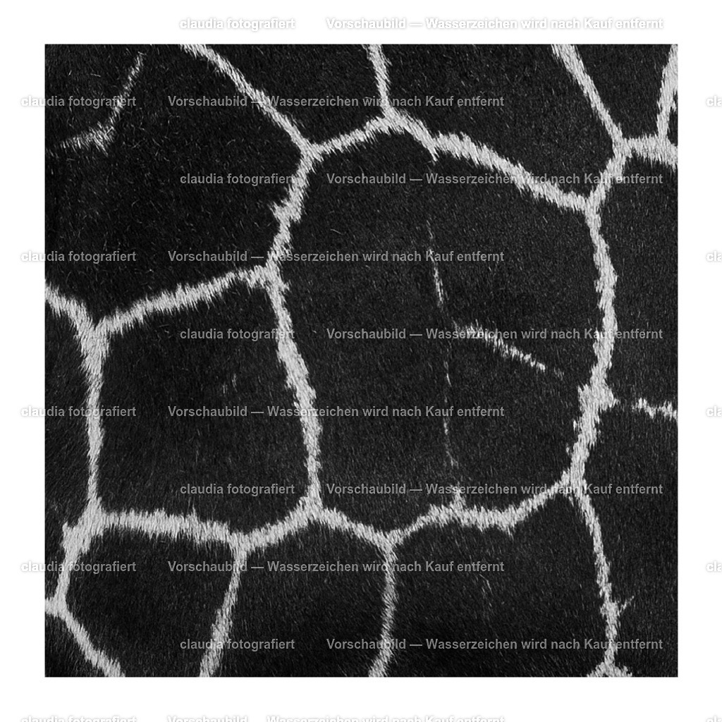 Giraffe_bw_Zoo_zh | 11.05.2022; Inland; Zuerich - Zoo Zuerich;

(Claudia Minder/claudia-fotografiert)
