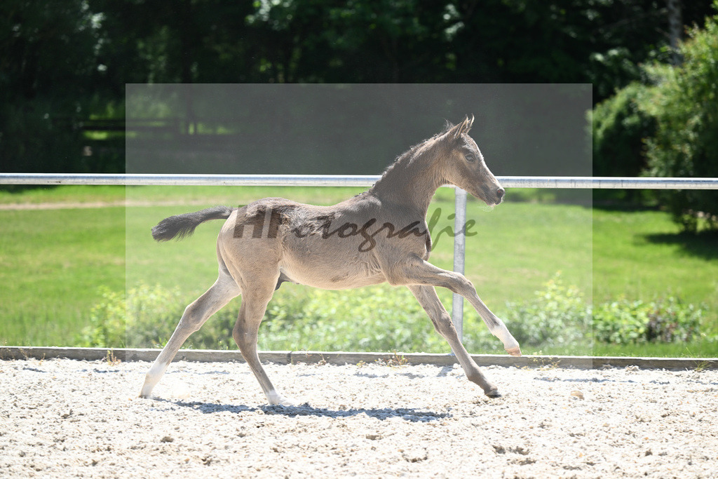 Kat-Nr. 22 HF Gold Garant_Koller_16230612 | hf-fotografie - Realisiert mit Pictrs.com