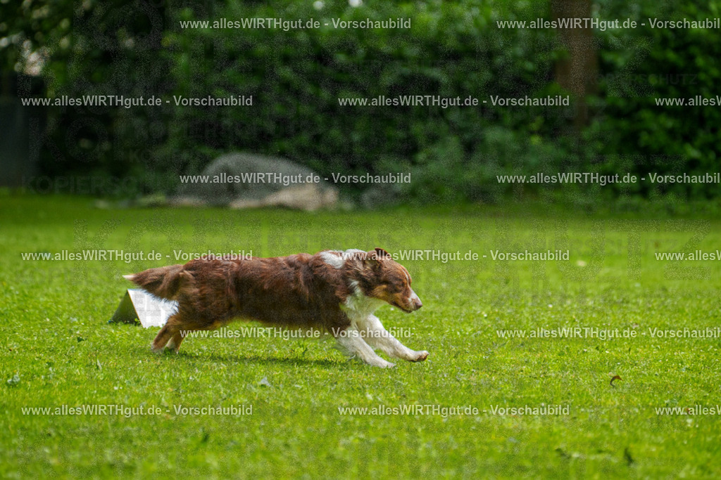 @allesWIRTHgut_Tierfotografie - www.allesWIRTHgut.de - 7R502621 | Professionelle Tierfotografie in Mönchengladbach von Daniel Wirth (allesWIRTHgut). Liebevolle & natürliche Bilder von Hunden & Katzen für unvergessliche Erinnerungen.
