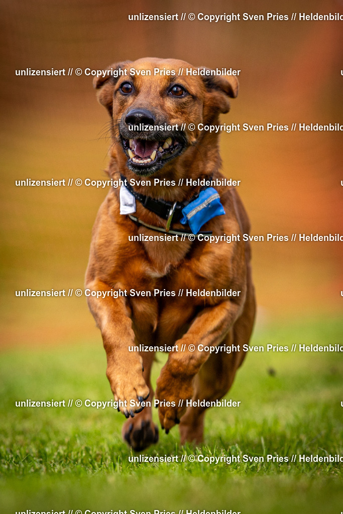 Sven Pries | 2024-09-22 - Hunderennen Baden-BadenPudelverein - Realisiert mit Pictrs.com