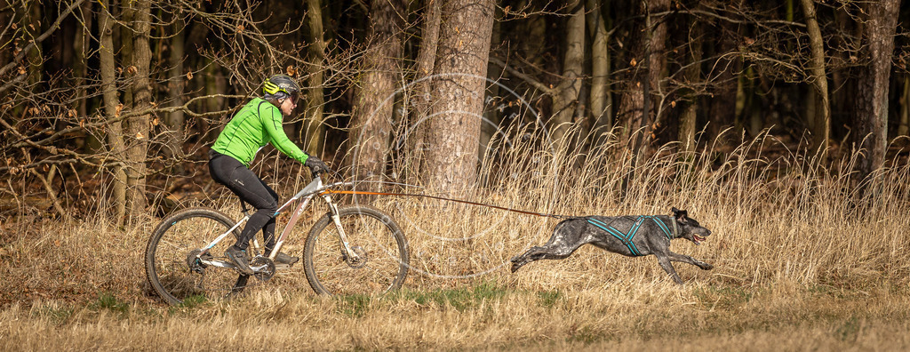 DV3A4511 | Hundefotografie, Tierfotograf, Pfotenfotografie, Fotoshooting Hund, Hunde Portrait, Hundesport, Hundeportraits, Heideshooting, Hunde, Sportfotograf, Hundefotograf, Turnierhundsport, THS,  - Realisiert mit Pictrs.com