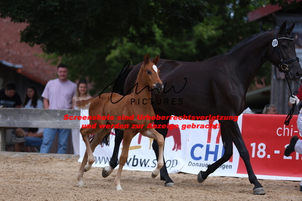 Fohlenschau_Schwäbisch_Hall_dressurbetonte_Fohlen_KN 4_5 | lmwpictures - Realisiert mit Pictrs.com